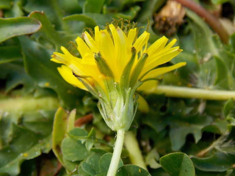 Taraxacum glaciale / Tarassaco appenninico